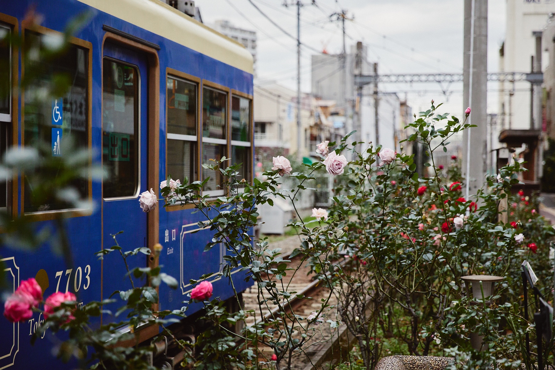 Tokyo island “Hachijojima” Great nature’s comfort on tropical island in Tokyo